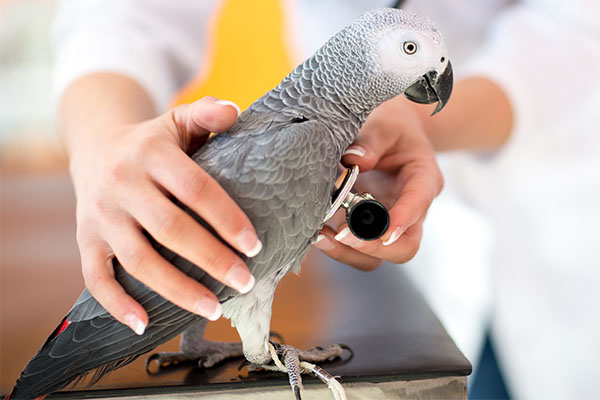 Avian Pet care services