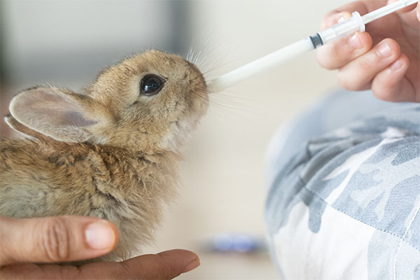 Pet vaccinations