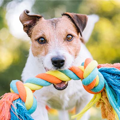 dog with rope toy