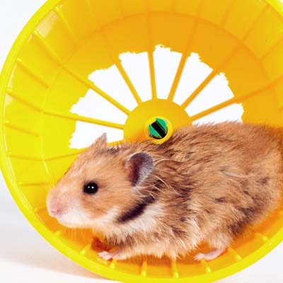 hamster in plastic wheel